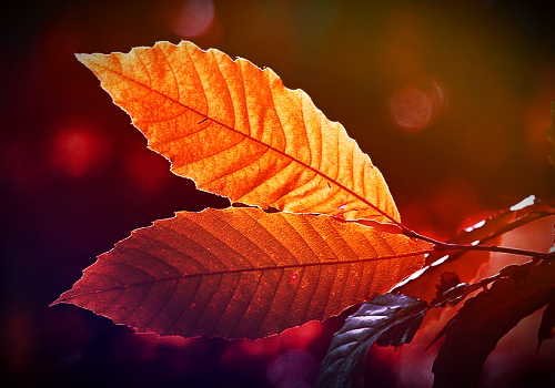 Hfimages