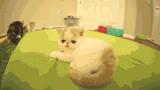 muztlpb2wf636npdgcd9.gif
