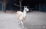 ttahgogoas2d2sznxc6.gif